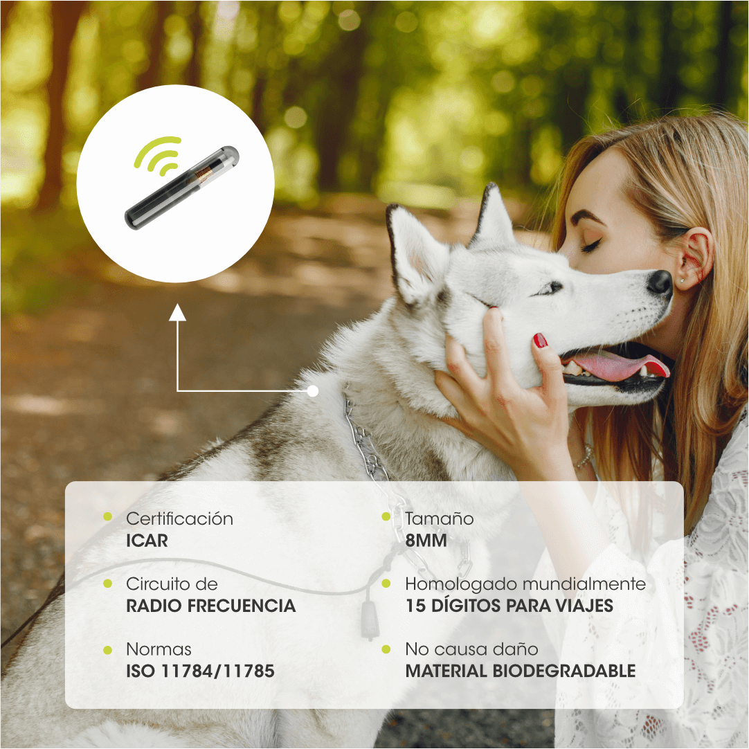 Perro con microchip