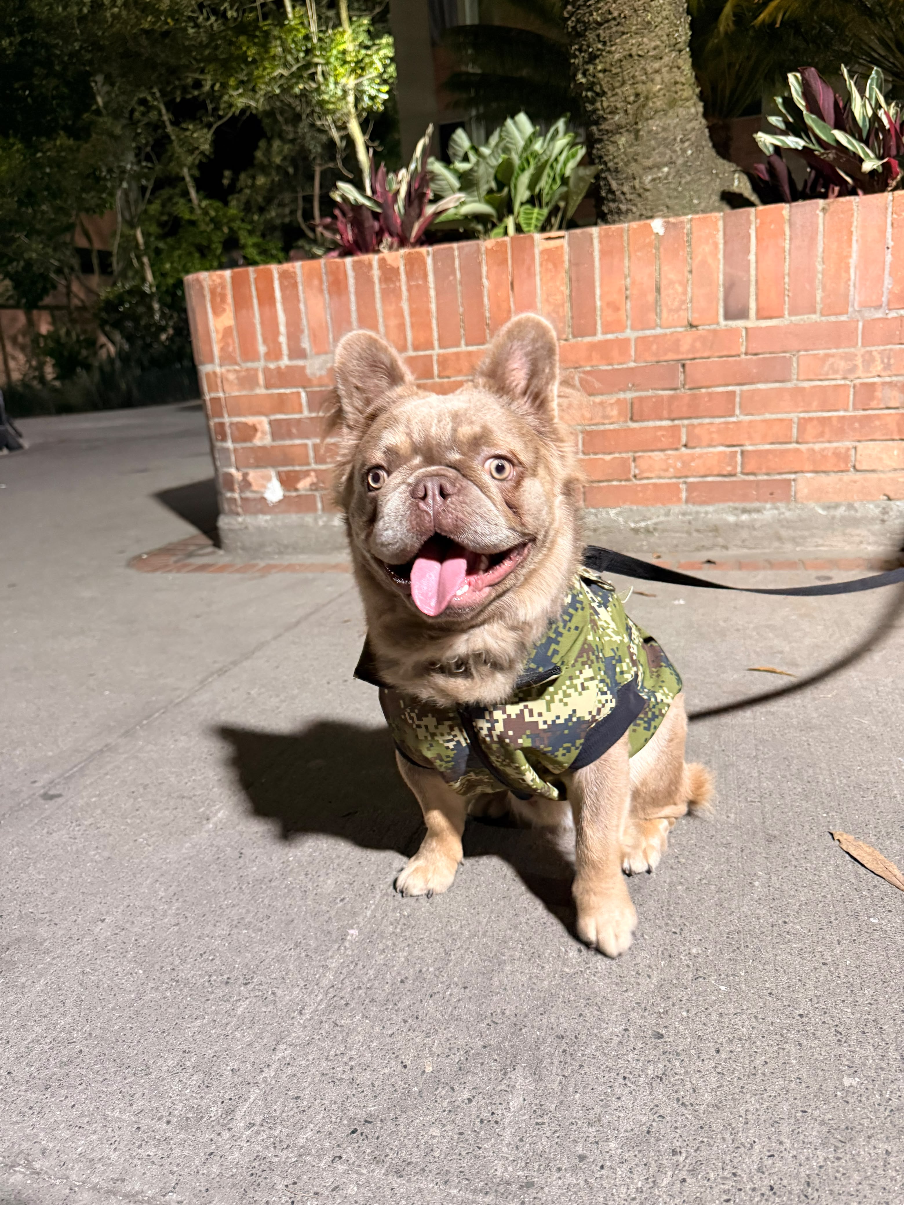 Sam y sus huskys